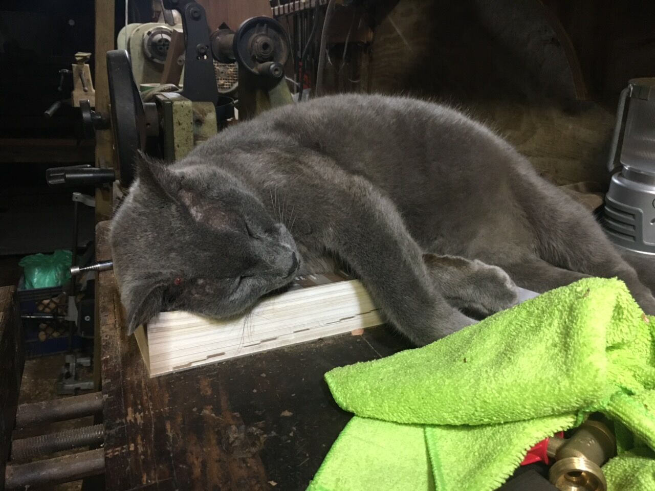 The shop cat asleep on the workbench