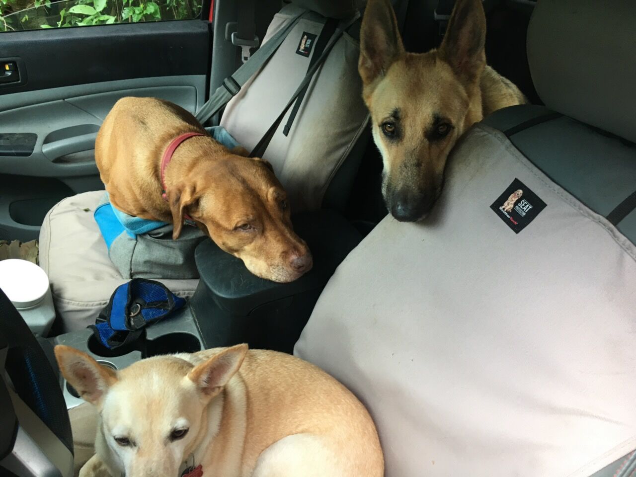 Three of the shop dogs riding along in the truck