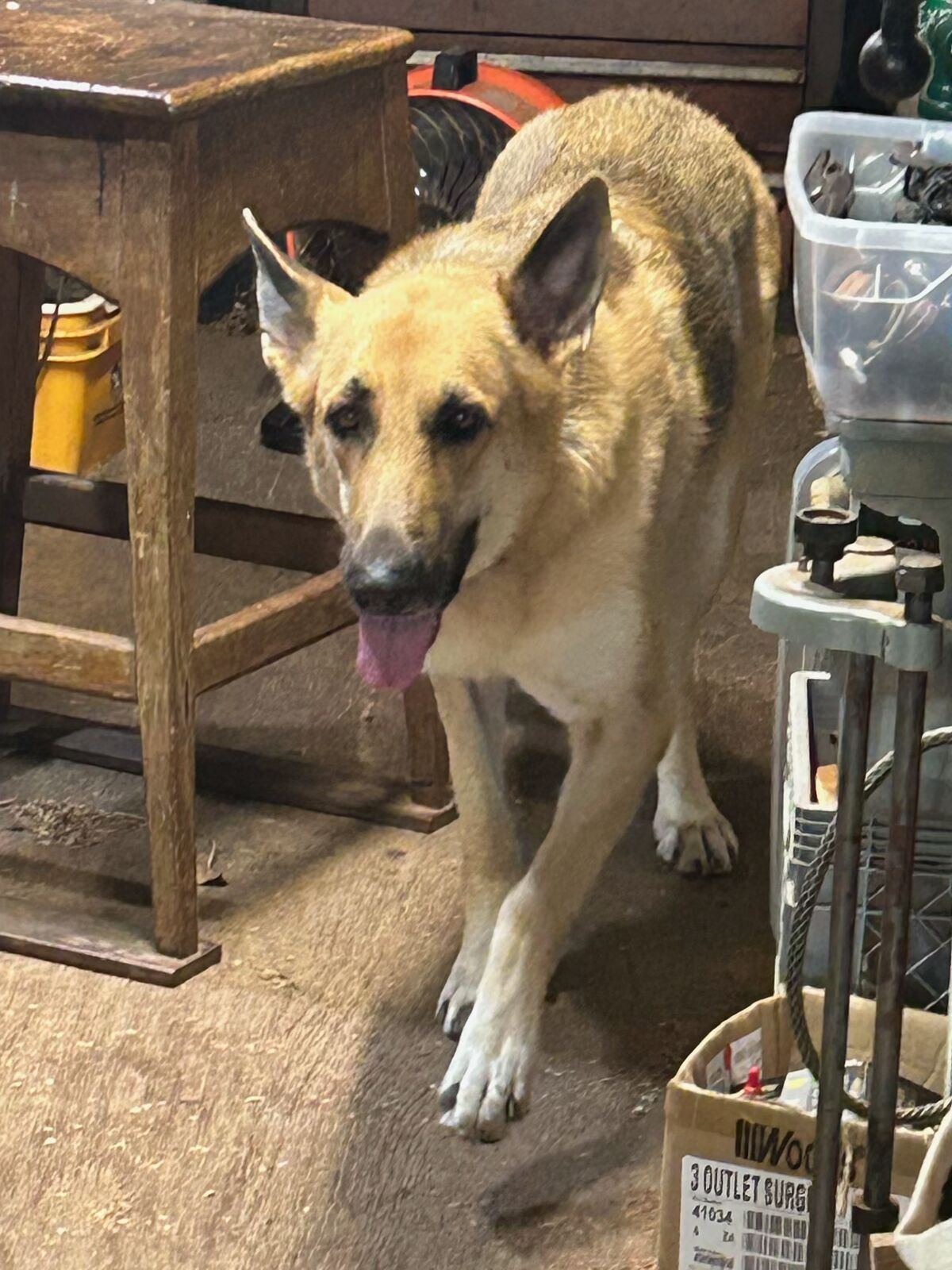 A German shepherd in the Coral Bay shop