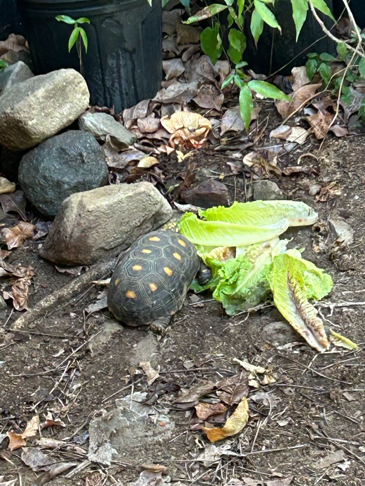 A tortoise in the garden