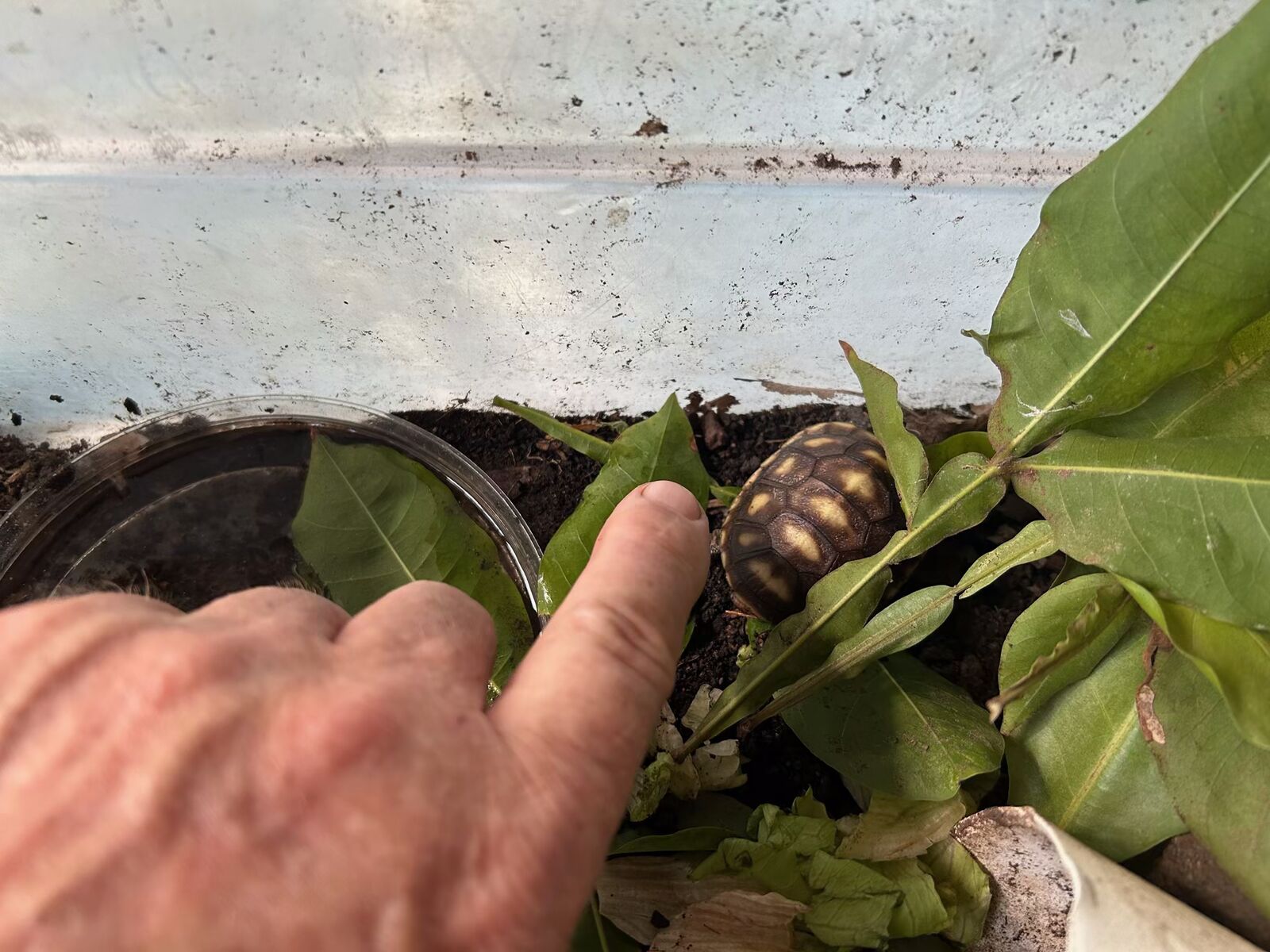 A small tortoise peeking out of a planter